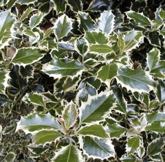 Ilex Aquifolium 'Argentea Marginata'